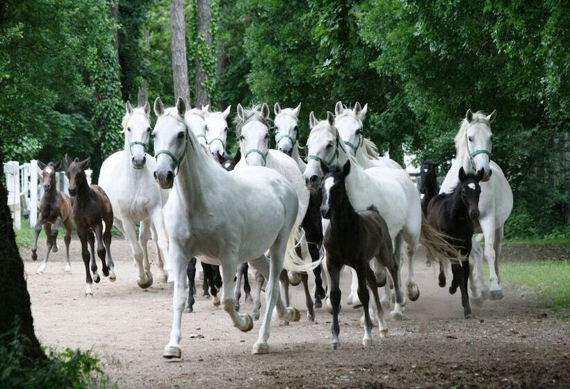 تختخواب و صبحانه Veneziana Boutique Hotel Superior