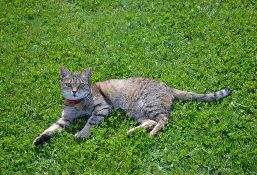 تختخواب و صبحانه Mini