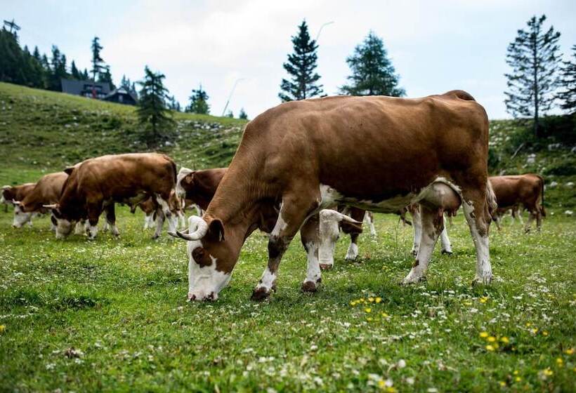 تختخواب و صبحانه Tourist Farm Pr Dovar