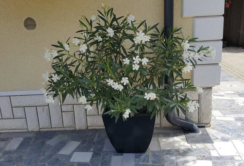 تختخواب و صبحانه Rooms & Apartments Kepic, Airport Accomodation