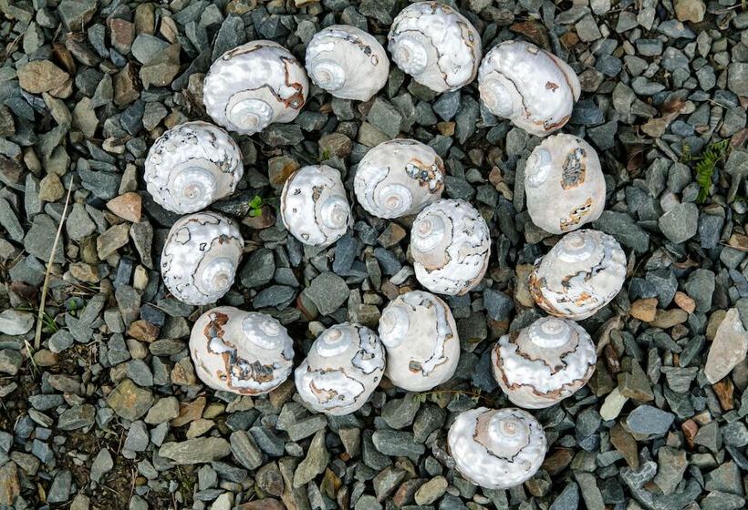 هاستل Karoo Soul