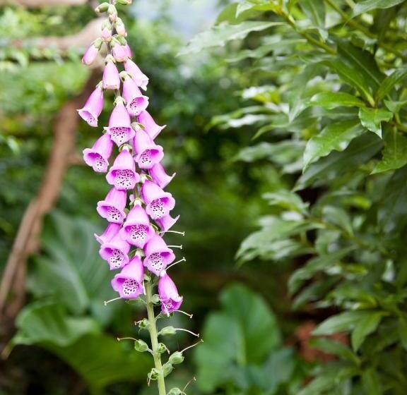 ベッドアンドブレックファースト Andelomi Forest Lodge