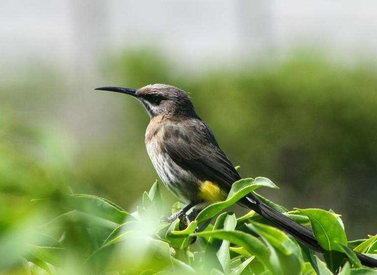 צימר Beachcombers
