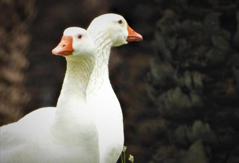 צימר Die Olyfhuis