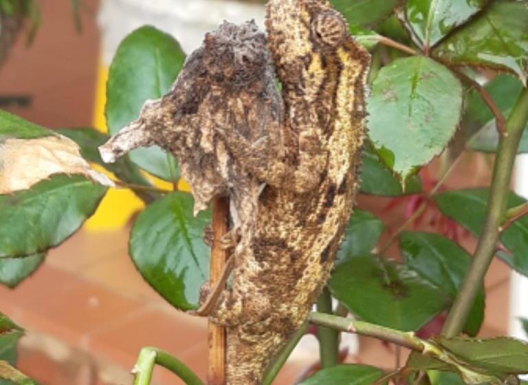 Westlodge At Graskop B&b