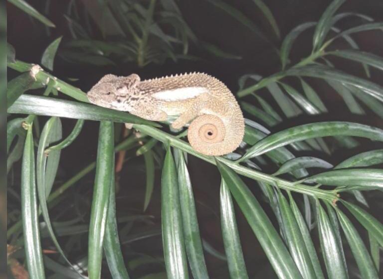 Westlodge At Graskop B&b