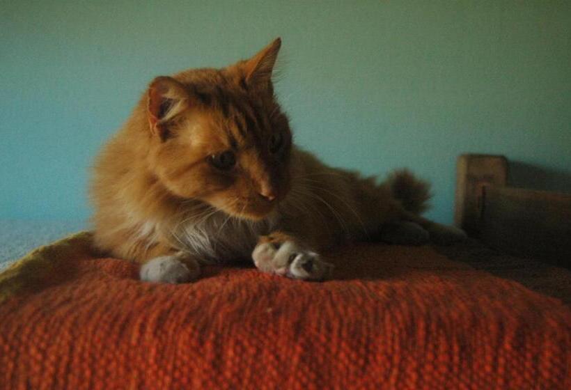 فندق Pajaros Volando Hostel Merlo San Luis