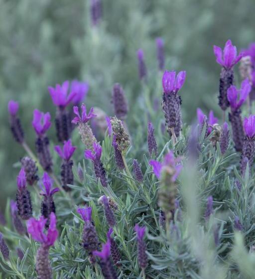 בית מלון כפרי Verandah House Country Estate