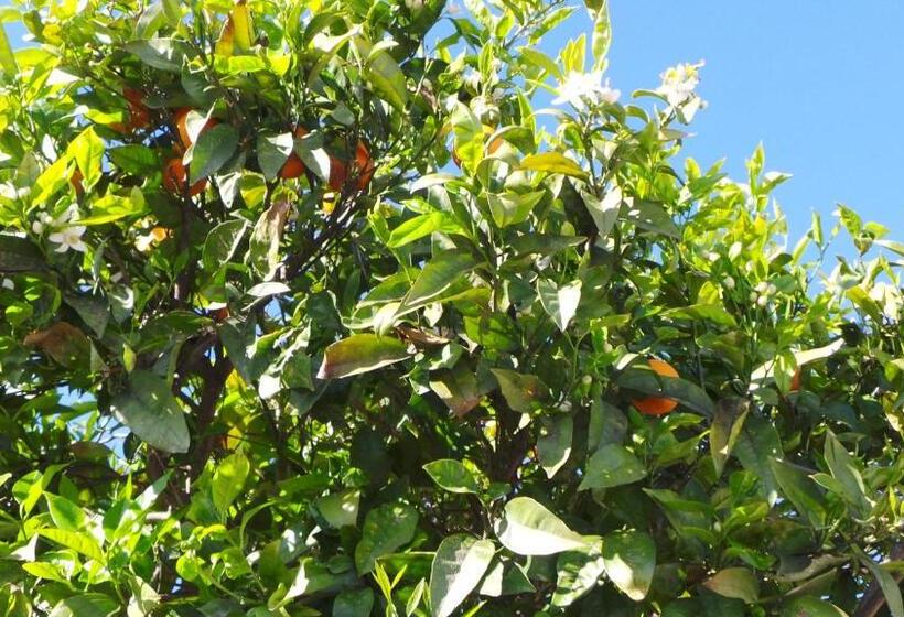 호텔 Centre Algarve