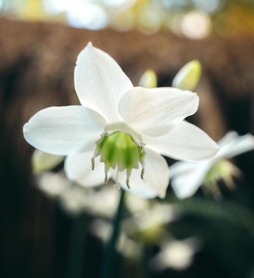 בית מלון כפרי Junto Al Rio Bungalows & Suites