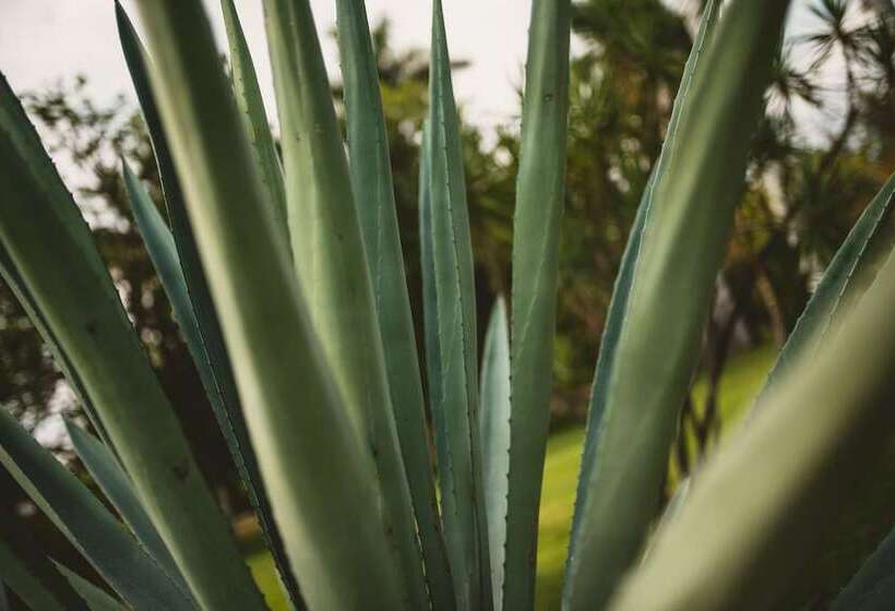 ホテル Rancho La Joya