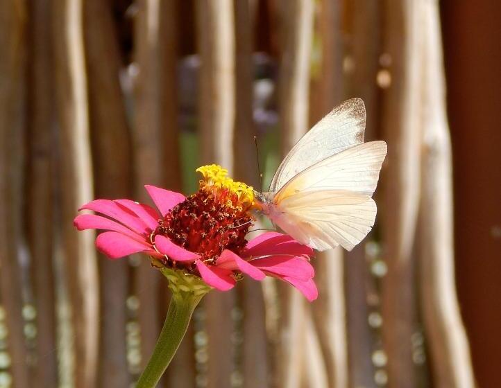 The Pickled Onion Eco Boutique B&b