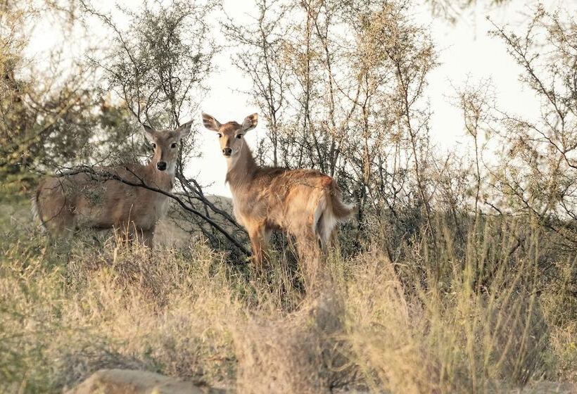Kaner Retreat - India's First Desert Botanical Resort