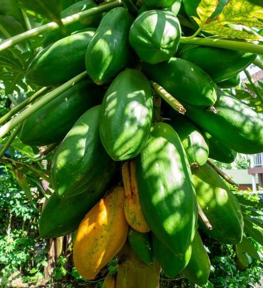 هاستل Runako Lodge