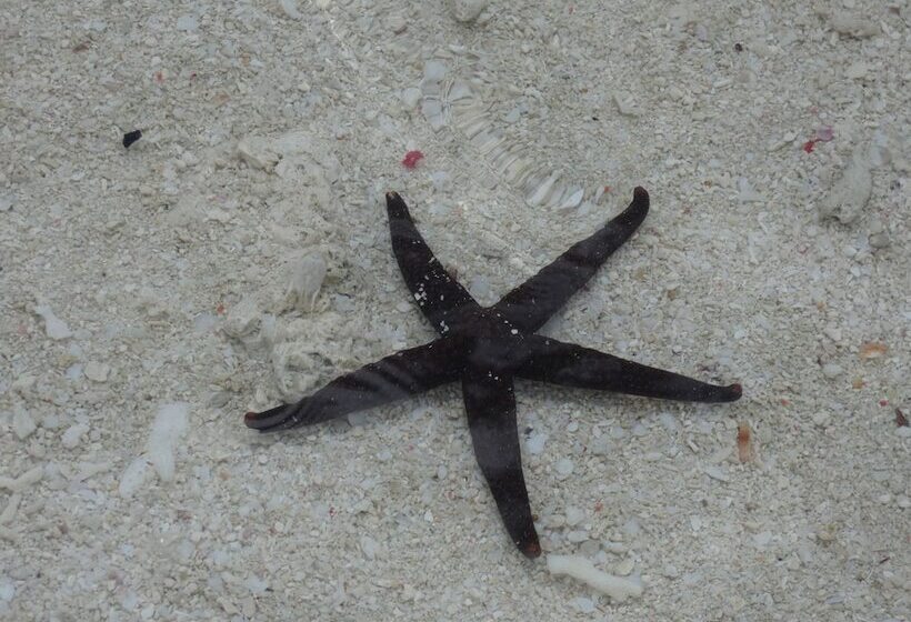 住宿加早餐  Bahari Beach Bungalows