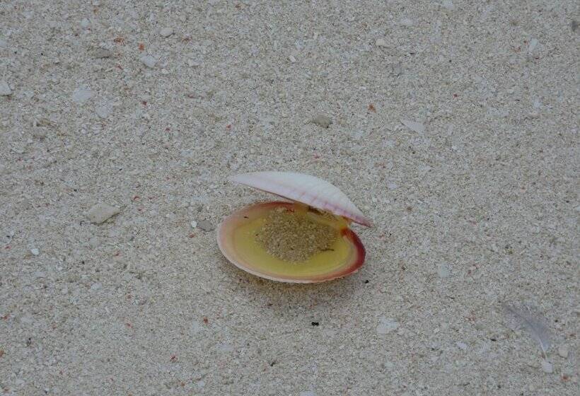 住宿加早餐  Bahari Beach Bungalows