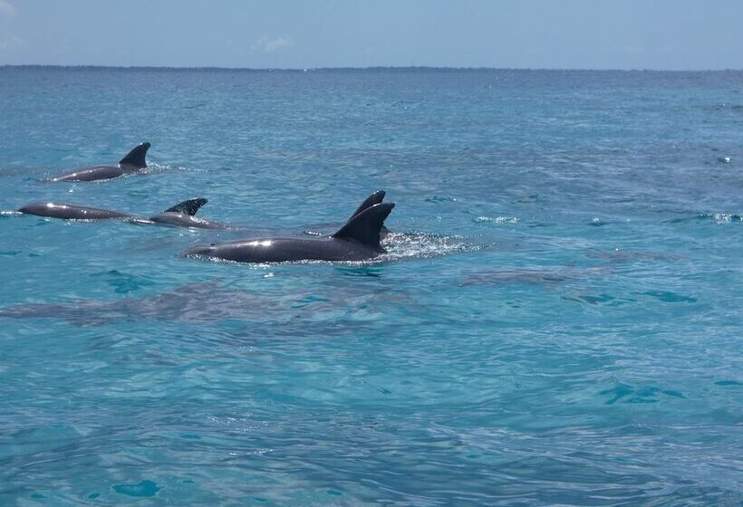 住宿加早餐  Bahari Beach Bungalows