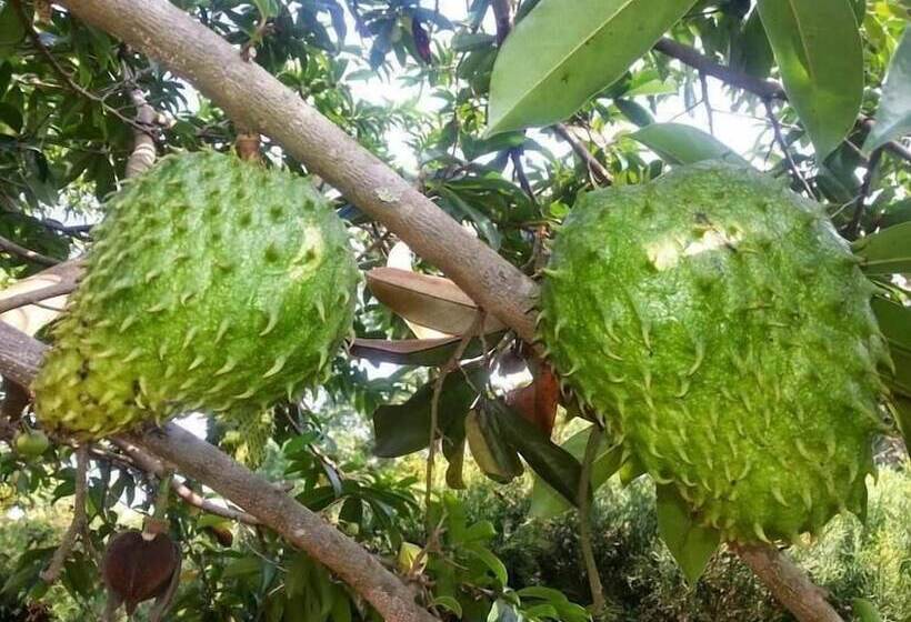 تختخواب و صبحانه Brownstone Country Home