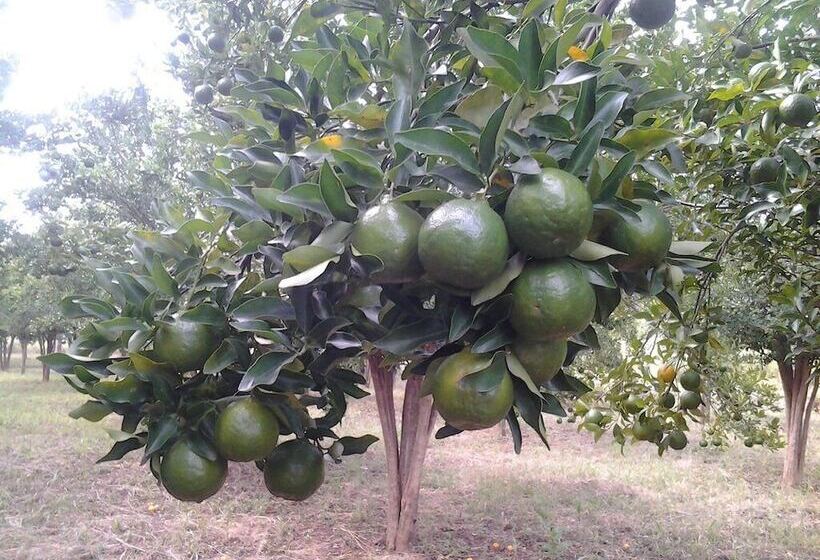 تختخواب و صبحانه Brownstone Country Home