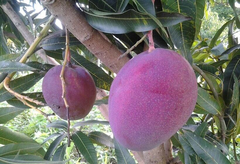 تختخواب و صبحانه Brownstone Country Home