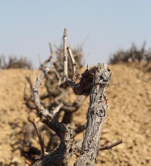 Bed & Breakfast Wine & Cooking Penedes