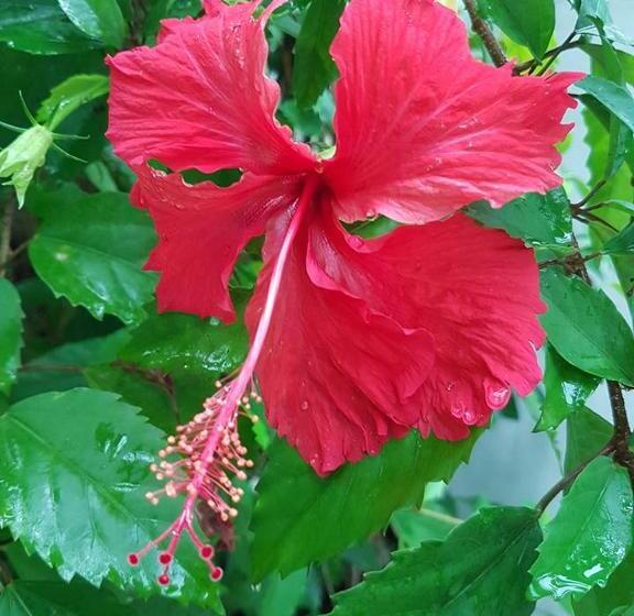 Hibiscus House Bed And Breakfast