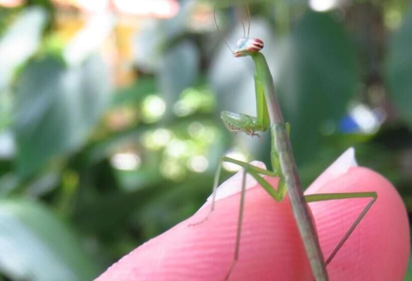 Hibiscus House Bed And Breakfast