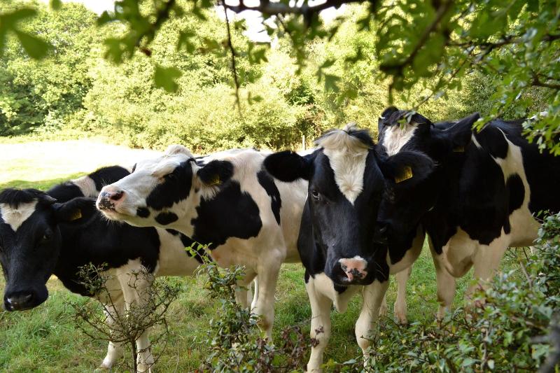 בית מלון כפרי Hillcroft Accommodation