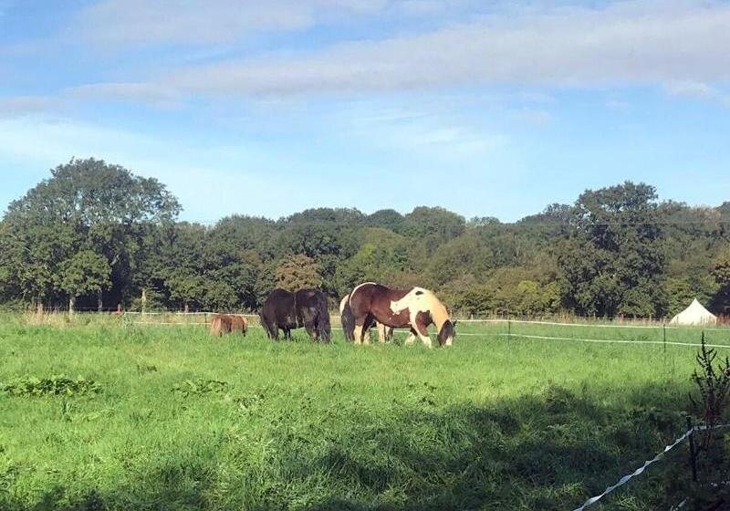 בית מלון כפרי Hillcroft Accommodation