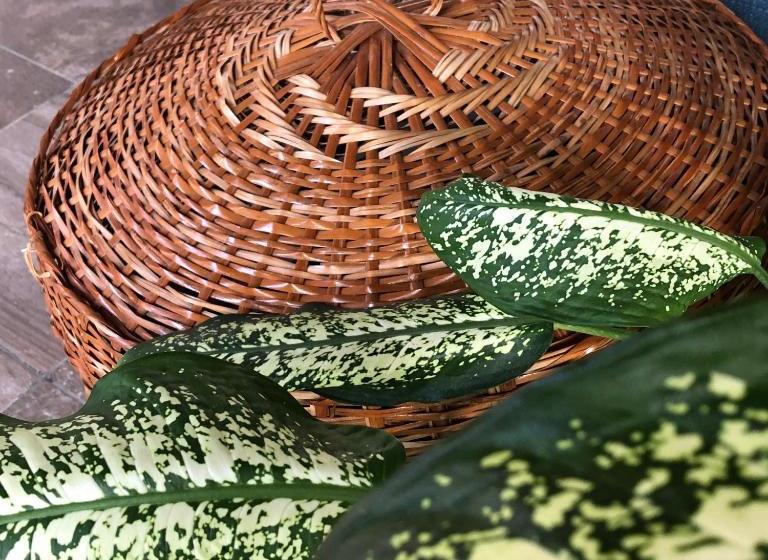 هتل Holland Lodge Paramaribo