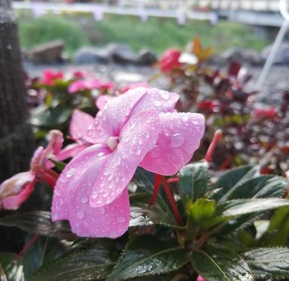 فندق Hostal Boquete