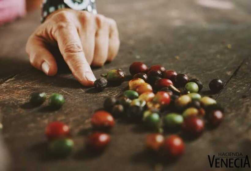 فندق Hacienda Venecia Main House & Coffee Lodge