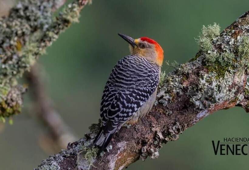 فندق Hacienda Venecia Main House & Coffee Lodge