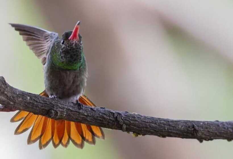 فندق Hacienda Venecia Main House & Coffee Lodge