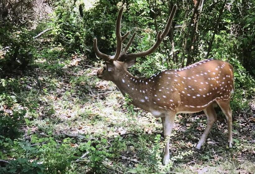 住宿加早餐 Golden Park