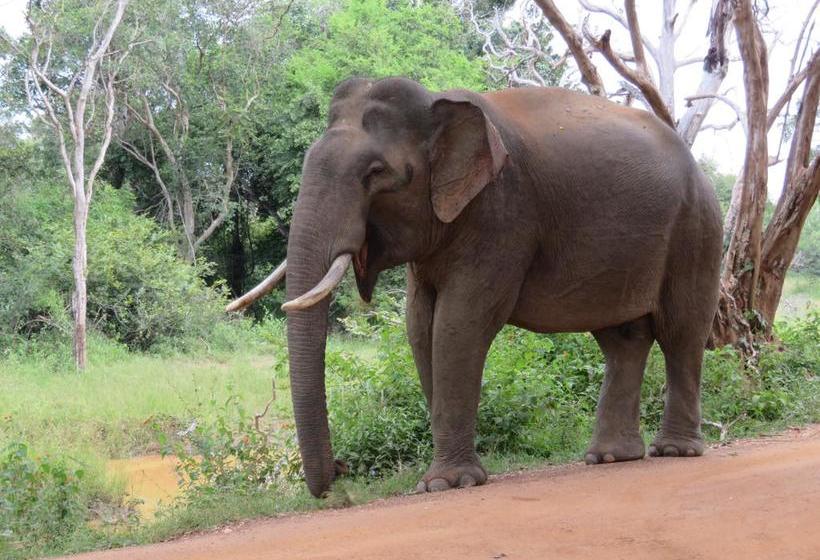 住宿加早餐 Golden Park