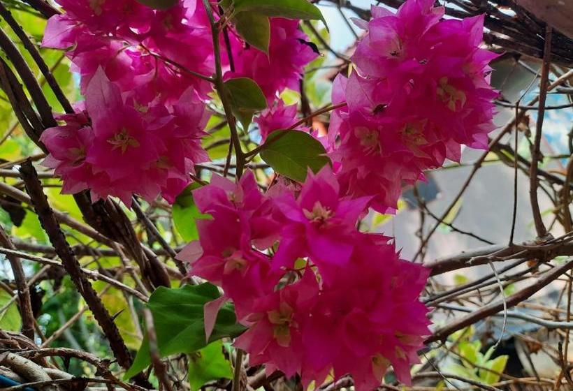 住宿加早餐  Mass Eco Cabana Yoga & Spa   Unawatuna