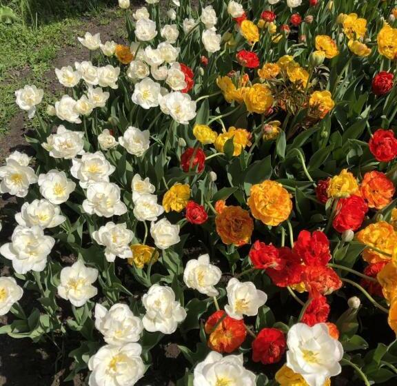 צימר Petrovskyi Brovar