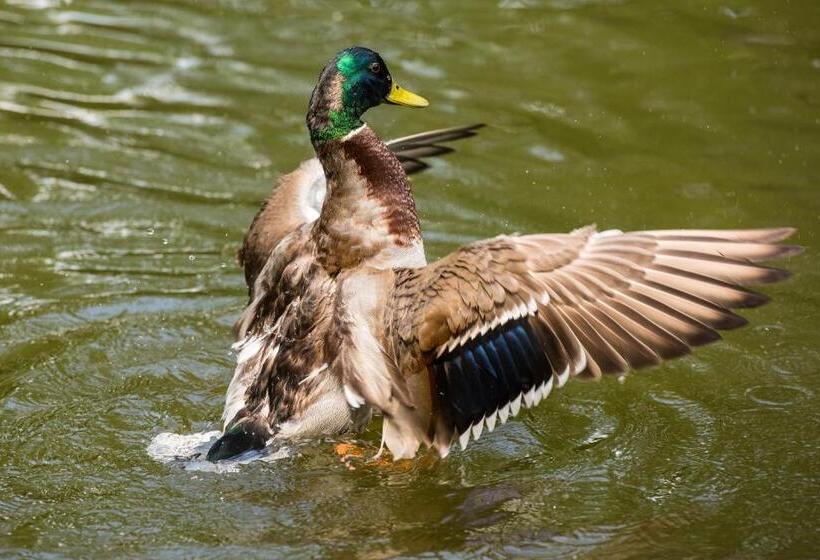 Optima Collection Park Hotel Ivano Frankivsk