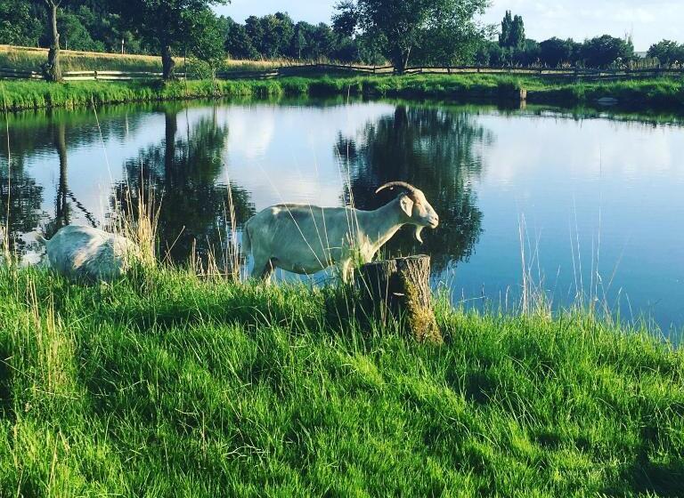 Отель Horní Dvůr