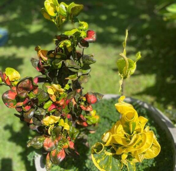 Отель Solomon Beach