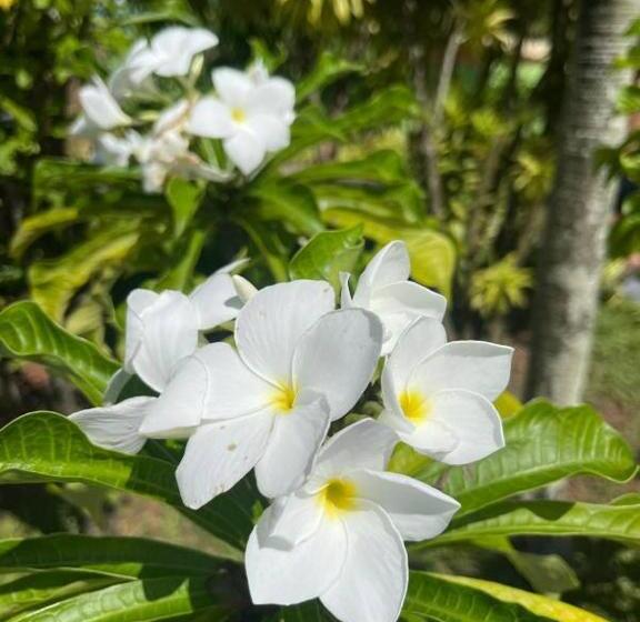 Отель Solomon Beach