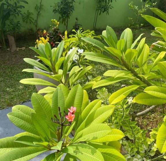 Отель Solomon Beach