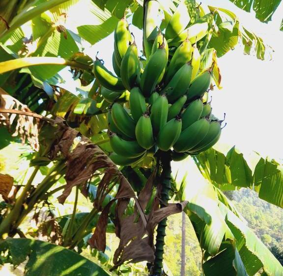 膳宿费 The Himalayan Heaven Home Stay