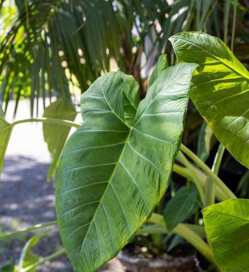 מוטל South Pacific Palms Motor Inn