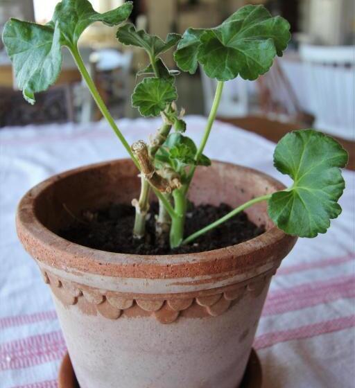 هاستل Tønsberg Vandrerhjem