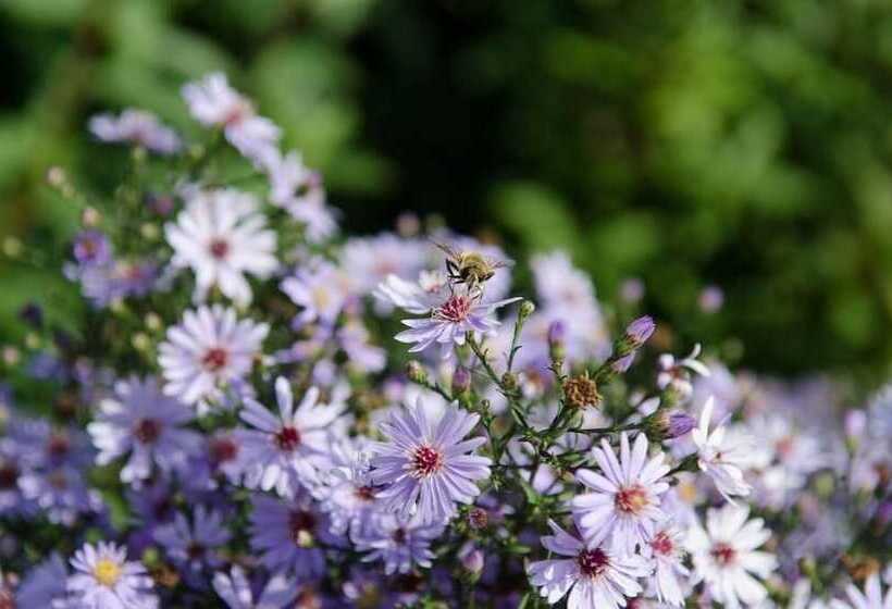 Bed and Breakfast österlens Karlsgård
