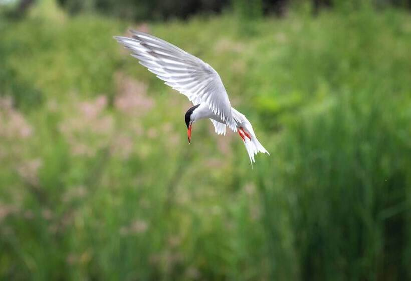 Отель Green Village Resort