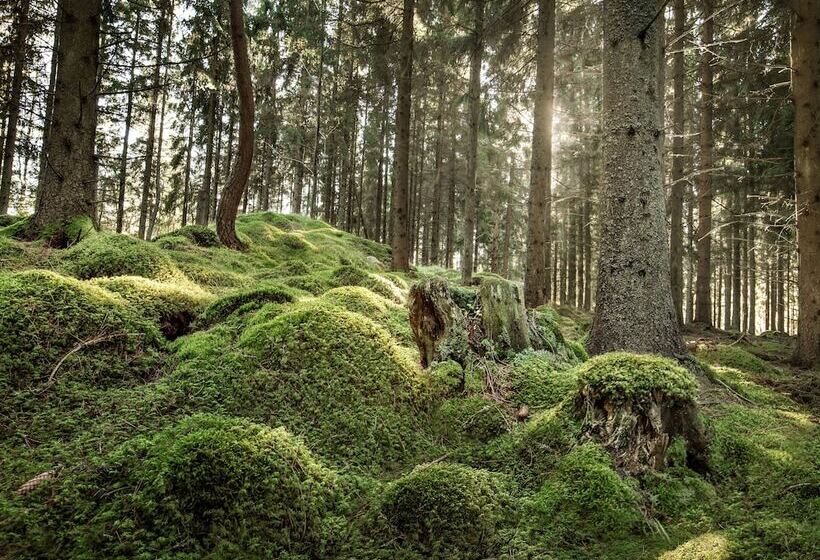 فندق öijared Resort