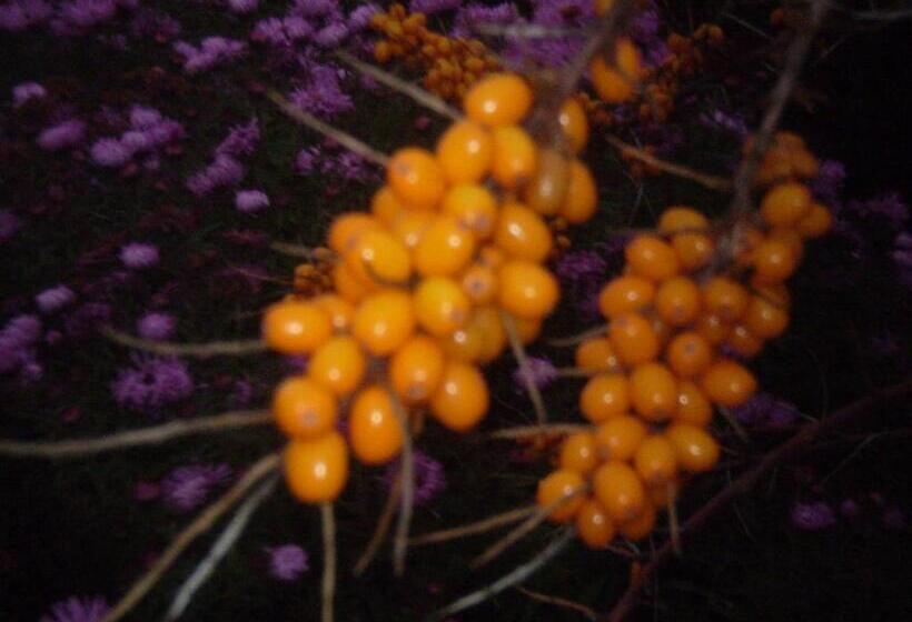 هتل Saule